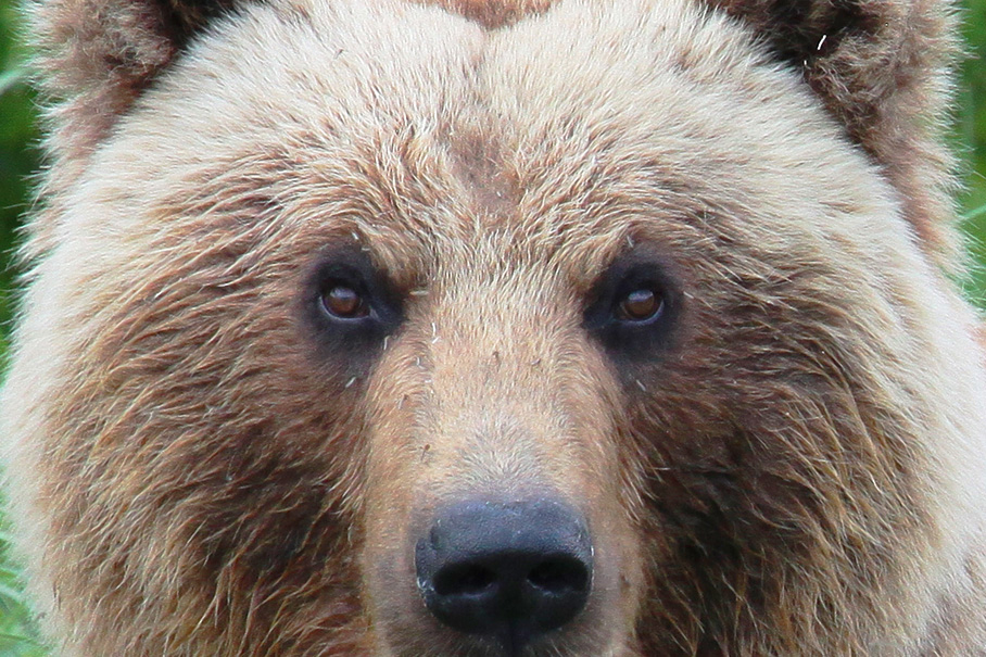 Медведь Магазин Здорового Питания Первоуральск